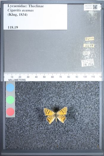 Media type: image;   Entomology 68148